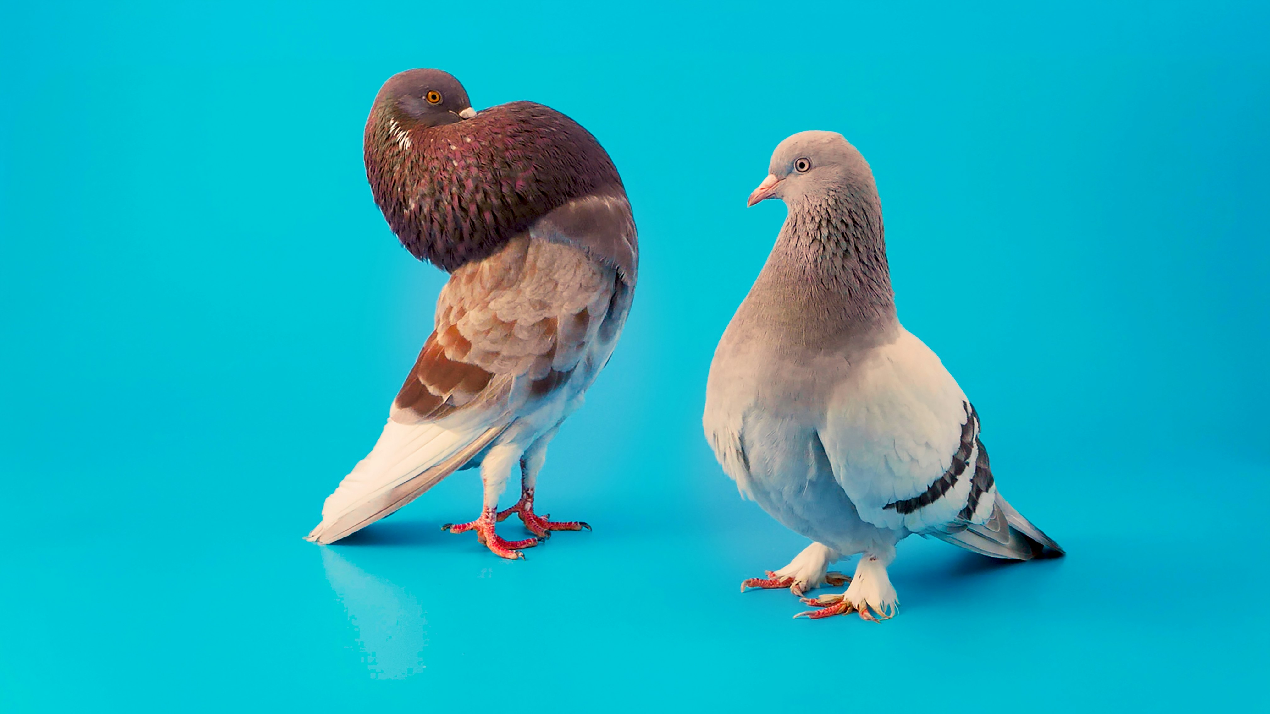 When Doves Try still 02 300ppi When Doves Try still 02 300ppi