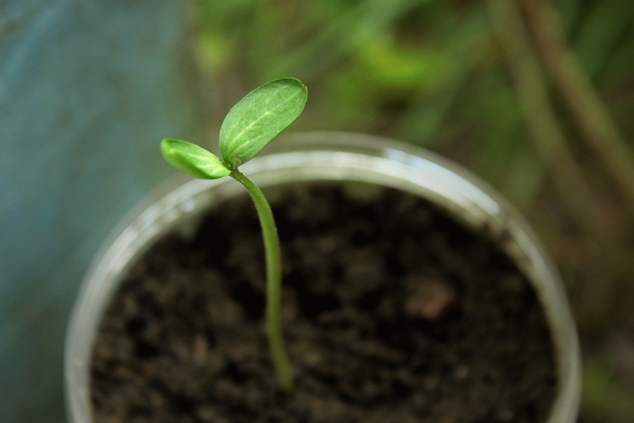 Sprouts 4961621 1280 Groeien met Jente Van Loven