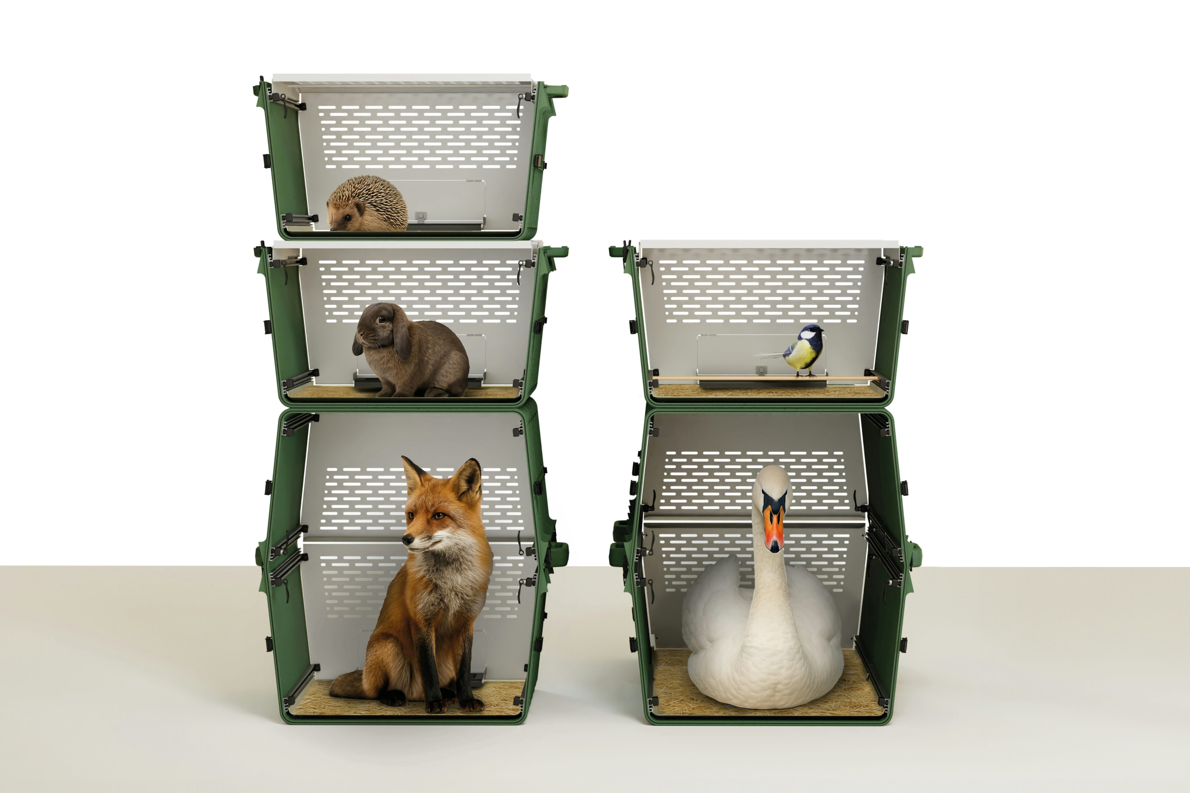 Victor cornoedus Victor cornoedus